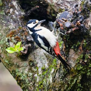 Great Spotted Woodpecker