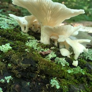 Oyster Mushroom