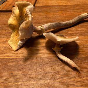 Unknown Species