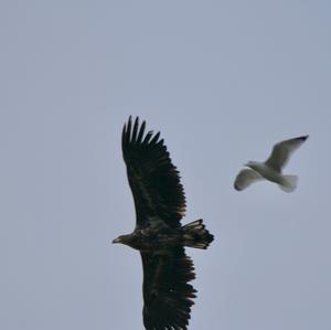 White-tailed Eagle