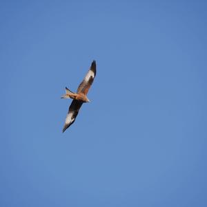 Red Kite