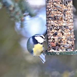 Blue Tit