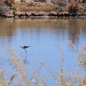 Black-winged Stilt