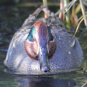 Common Teal