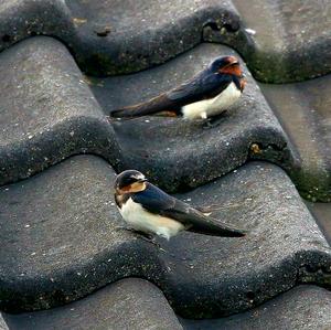 Barn Swallow