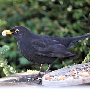 Eurasian Blackbird