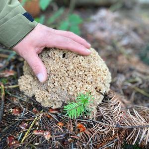 Eastern Cauliflower Mushroom