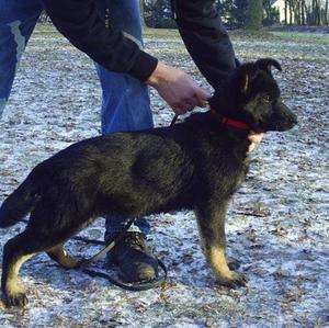 German Shepherd