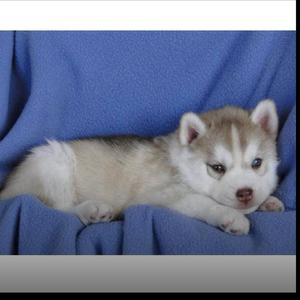 Siberian Husky