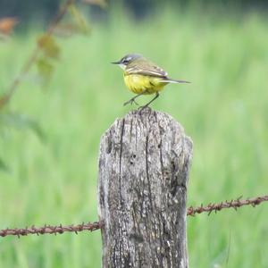 Yellow Wagtail