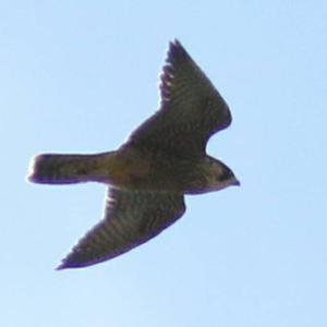 Peregrine Falcon