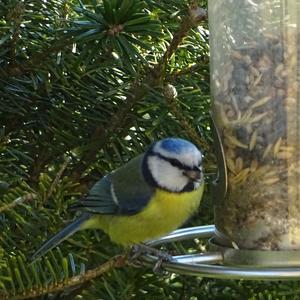 Blue Tit