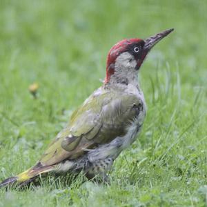 Eurasian Green Woodpecker