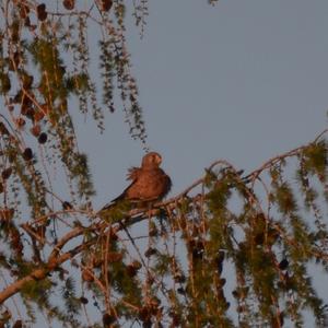 Common Kestrel