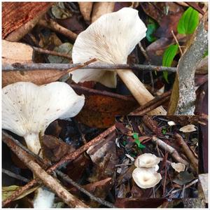 Funnel Clitocybe