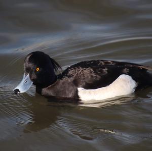 Tufted Duck