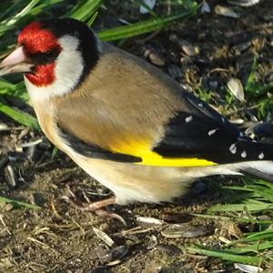 European Goldfinch