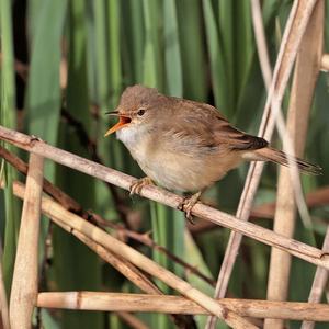 Marsh Warbler