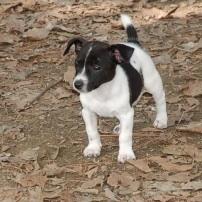 Russell Terrier