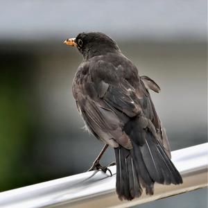 Eurasian Blackbird