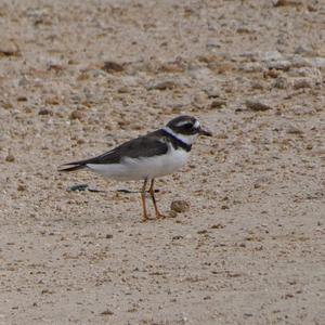 Common Ringed Plover