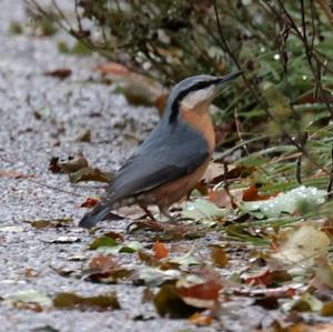 Wood Nuthatch