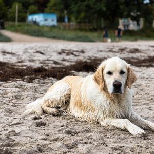 Retriever (Golden)