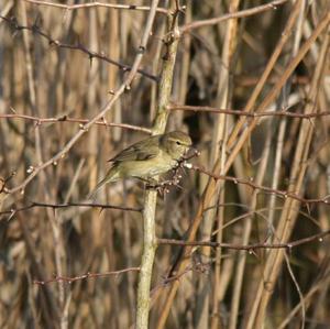 Common Chiffchaff