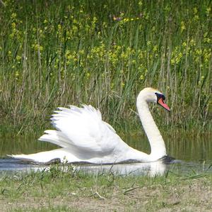 Mute Swan