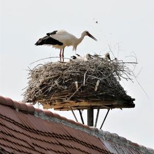 White Stork