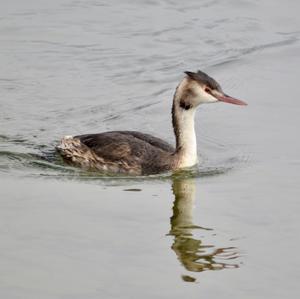 Great Crested Grebe