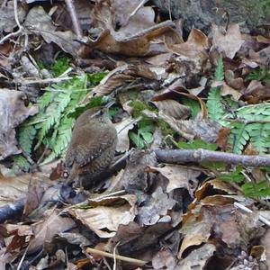 Winter Wren