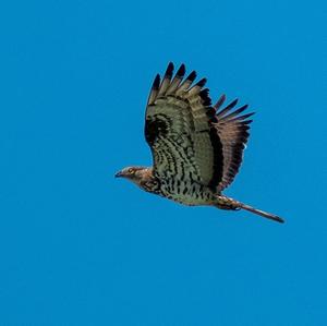 European Honey-buzzard