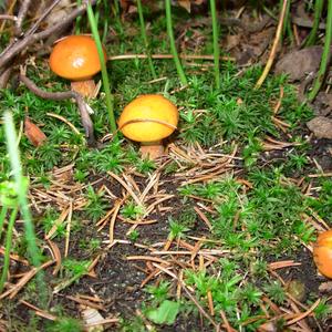 Larch Suillus