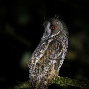 Long-eared Owl