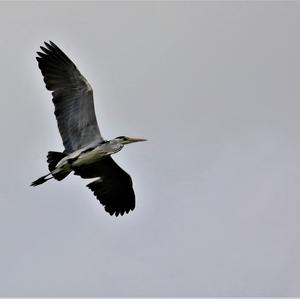 Grey Heron