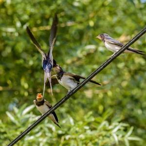 Barn Swallow