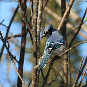 Blue Jay