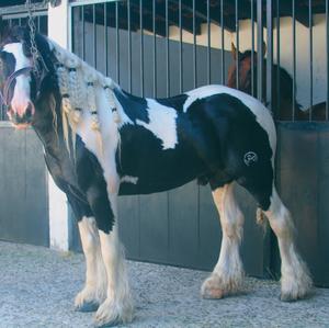 Unknown Breed