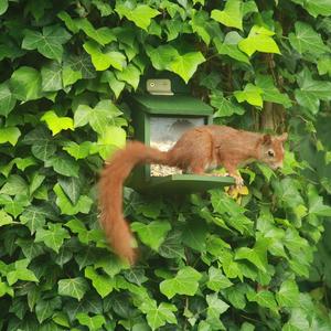 Eurasian Red Squirrel