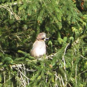 Eurasian Jay