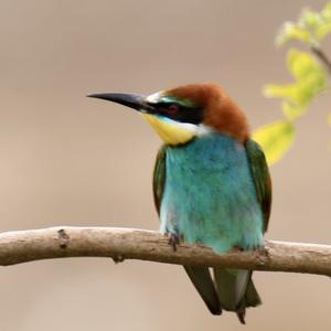 European Bee-eater