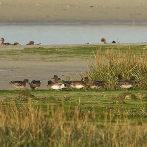 Eurasian Wigeon