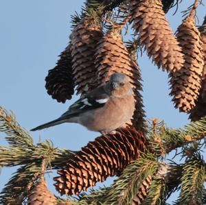 Eurasian Chaffinch