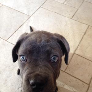 Cane Corso Italiano