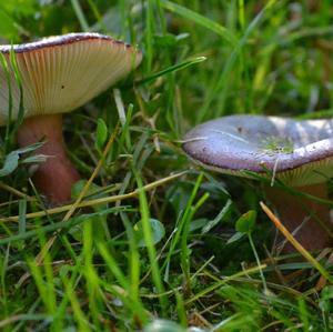 Lemon-gilled Russula