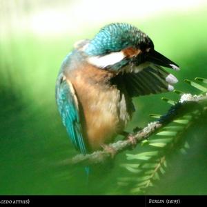 Common Kingfisher