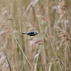 Blue Tit