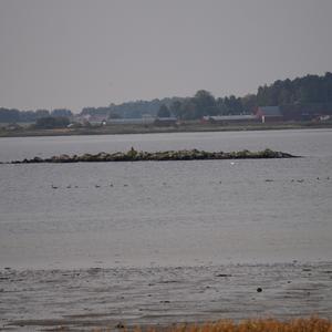 White-tailed Eagle