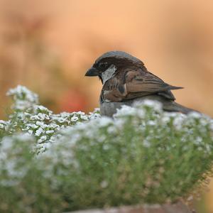 House Sparrow